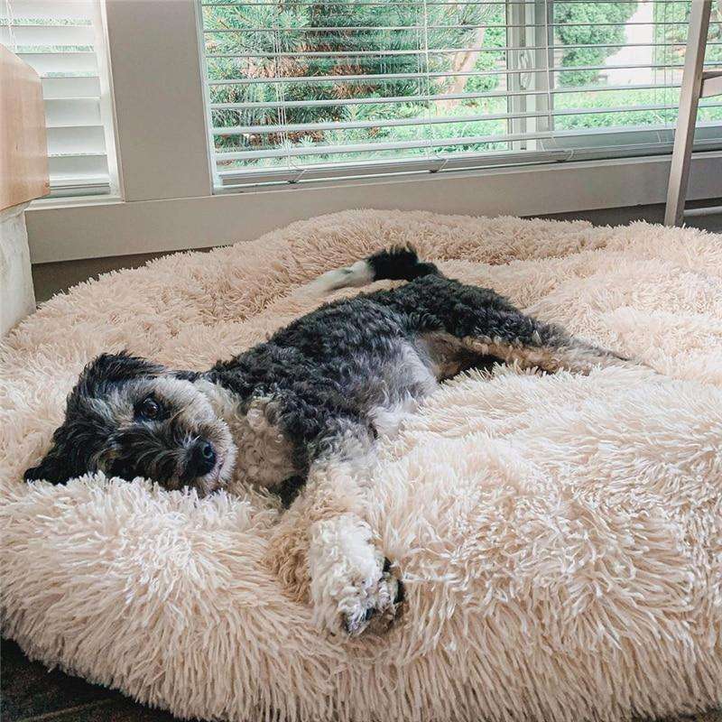 Chien allongé sur un lit pour chien moelleux couleur abricot