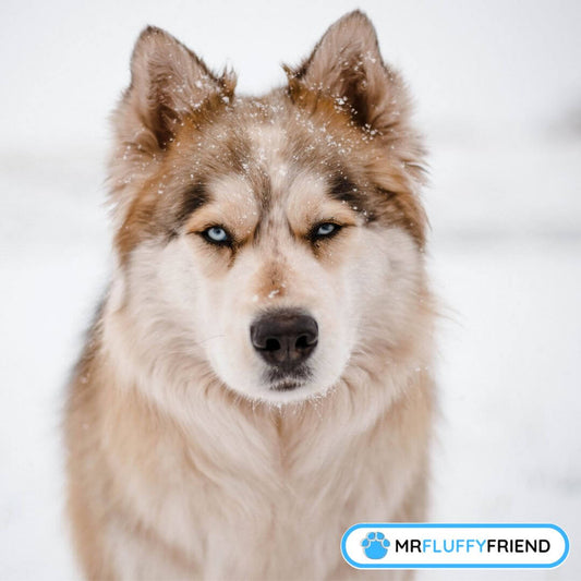 Races de chiens d'hiver