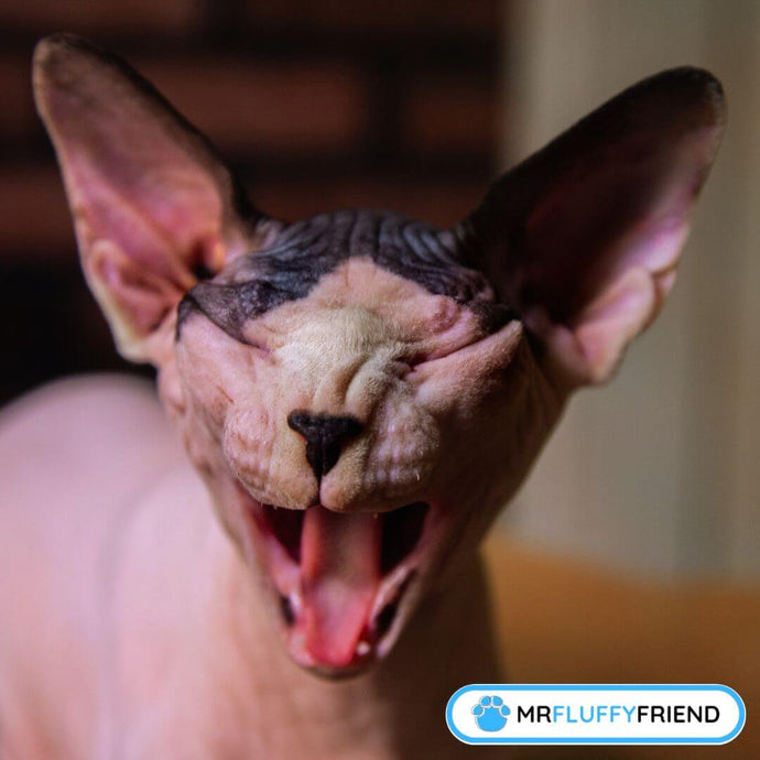 Pourquoi un chat éternue-t-il ? Raisons courantes et solutions