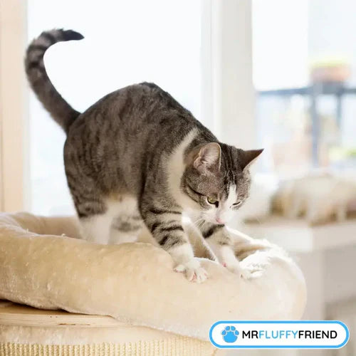 Pourquoi les chats pétrissent et ronronnent