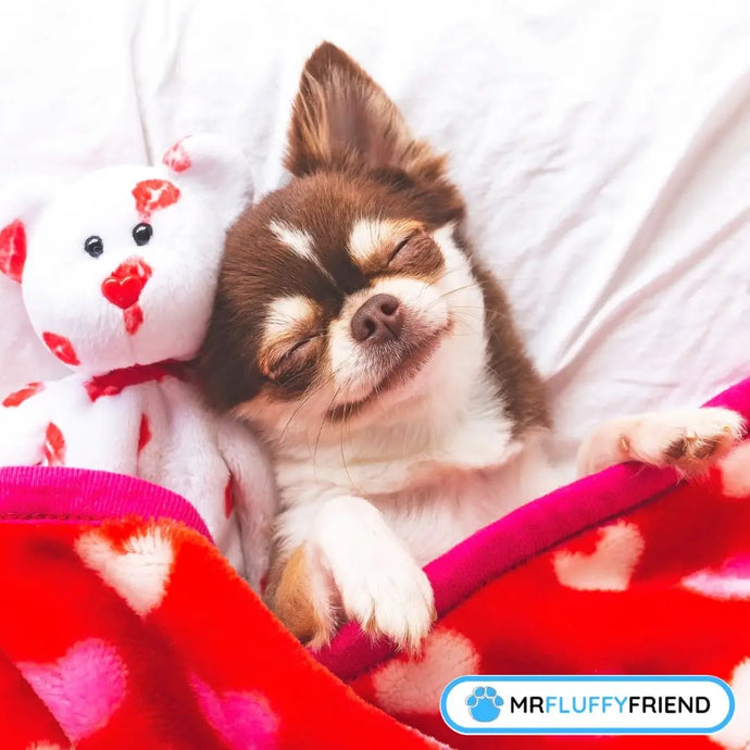 Positions de sommeil des chiens malades : ce qu'elles révèlent