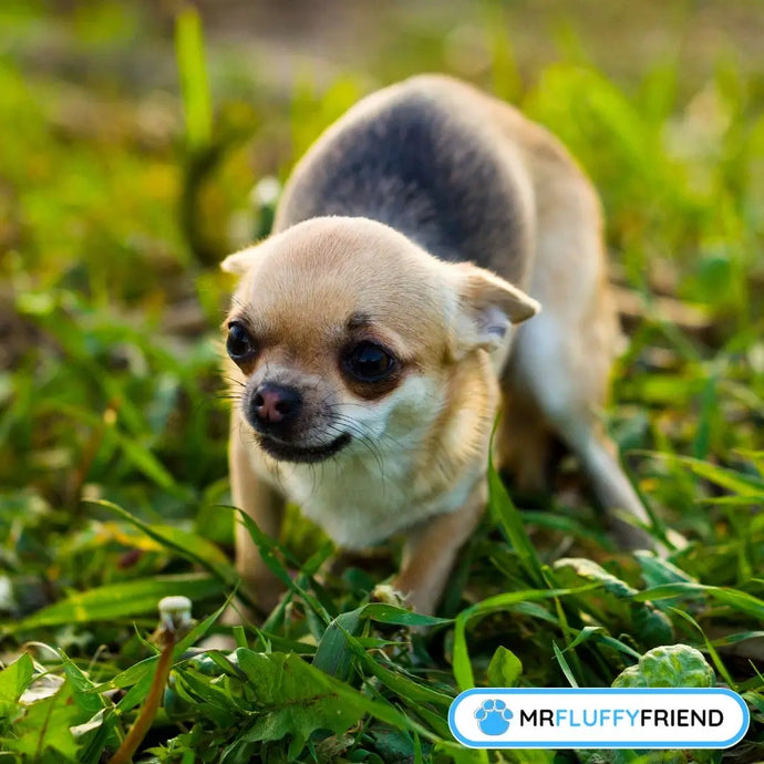 Pourquoi Mon Chien Tremble et Halète ? Avis d'Experts