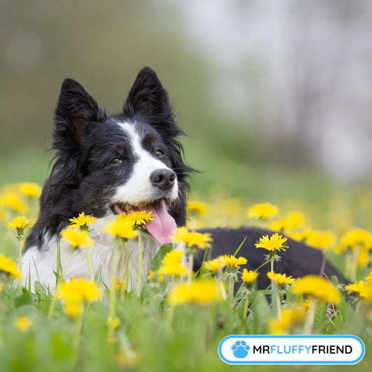 Un Border Collie heureux allongé dans un champ de pissenlits jaunes, montrant comment les environnements extérieurs peuvent déclencher des allergies saisonnières chez les chiens.
