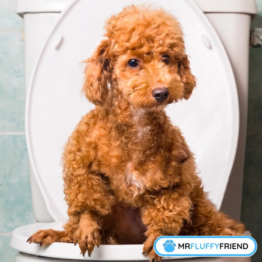 Image à la une d’un blog intitulé « Les 10 races de chiens les plus difficiles à éduquer à la propreté (et comment réussir) », montrant un petit chien brun bouclé assis sur une cuvette de toilettes