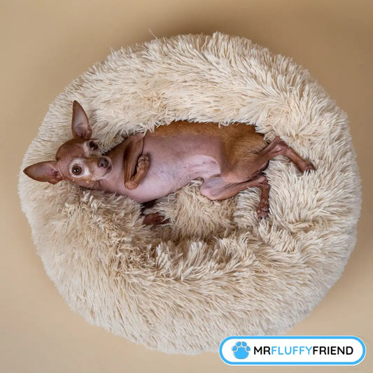 Guide ultime des paniers anti-stress pour chien et chat