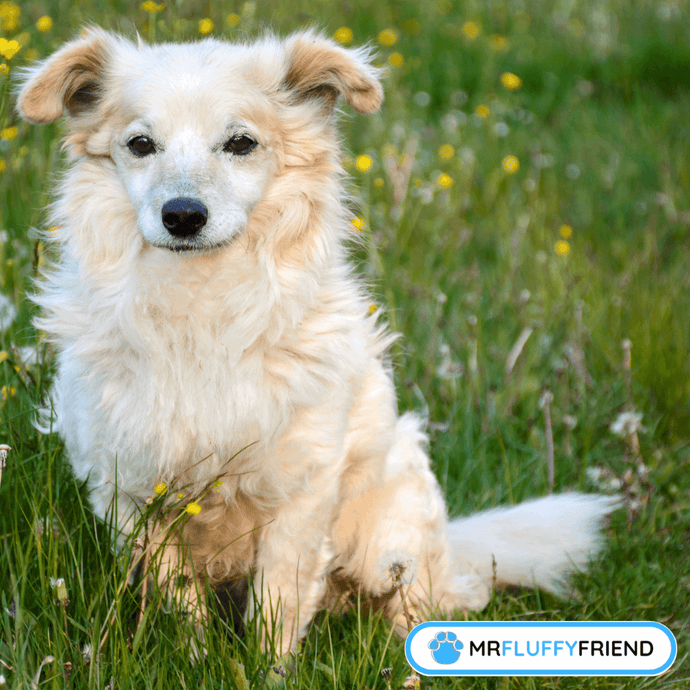Peux-tu entraîner un chien senior ?