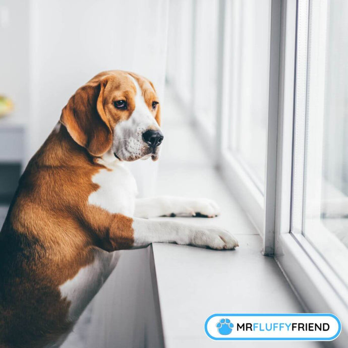 Est-ce qu'il existe des remèdes pour les chiens anxieux?