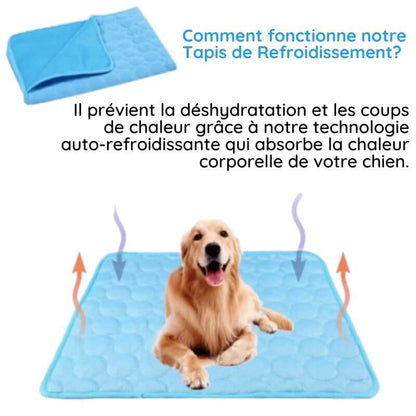 MrFluffyFriend - Les Meilleures Couvertures Rafraîchissantes Pour Chiens