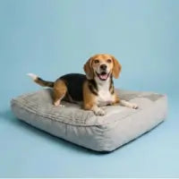 Photo of Coussin Apaisant pour Chien