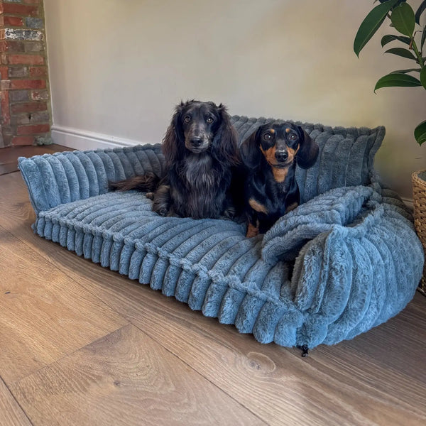 Vous voulez offrir à votre chien le confort qu’il mérite ?