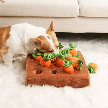 Charger l&#39;image dans la galerie, Un corgi reniflant un jouet puzzle carotte en peluche pour trouver des friandises, avec canapé en arrière-plan
